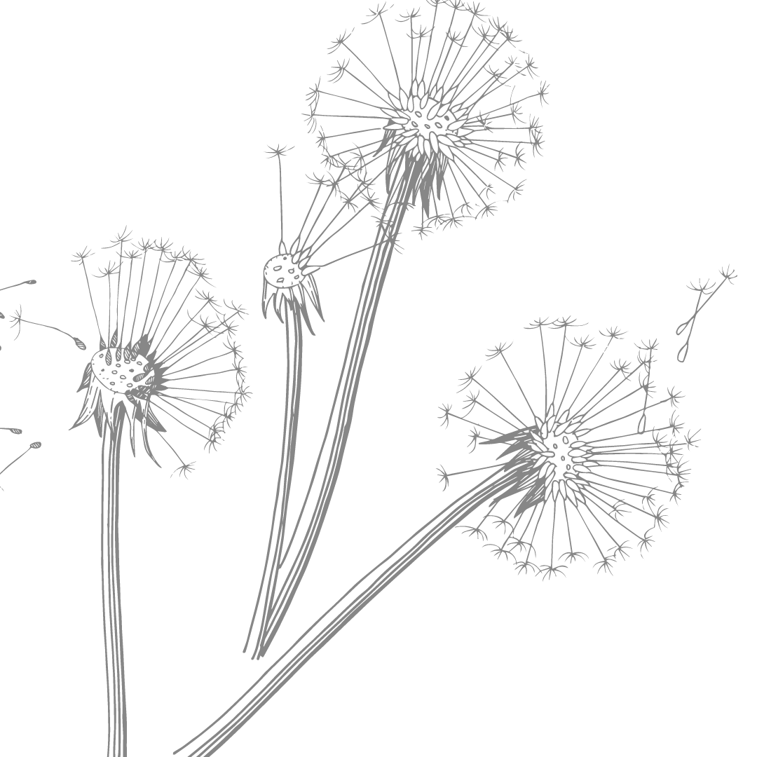 What Are The Benefits Of Dandelion Tea?