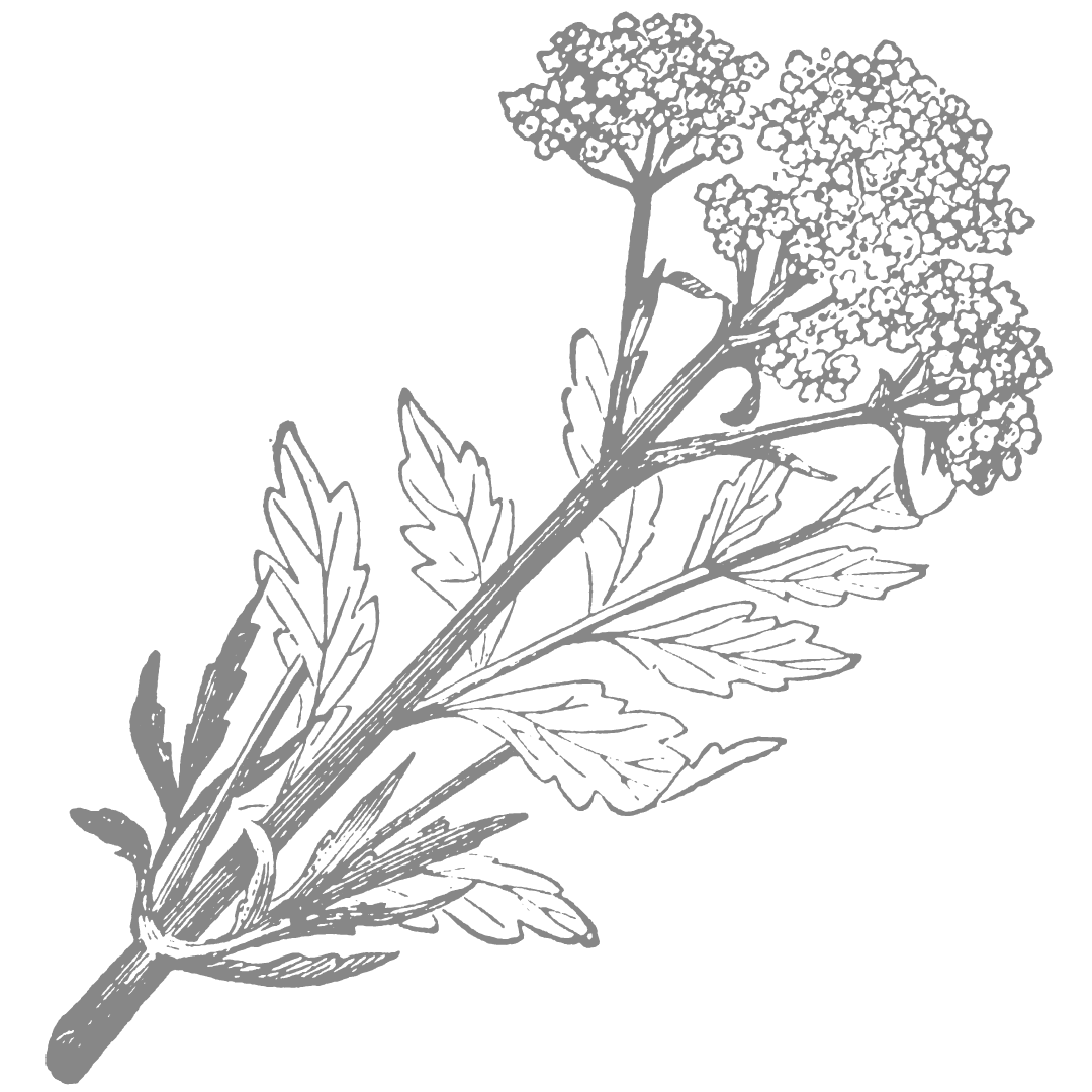 What Are The Benefits Of Valerian Root?